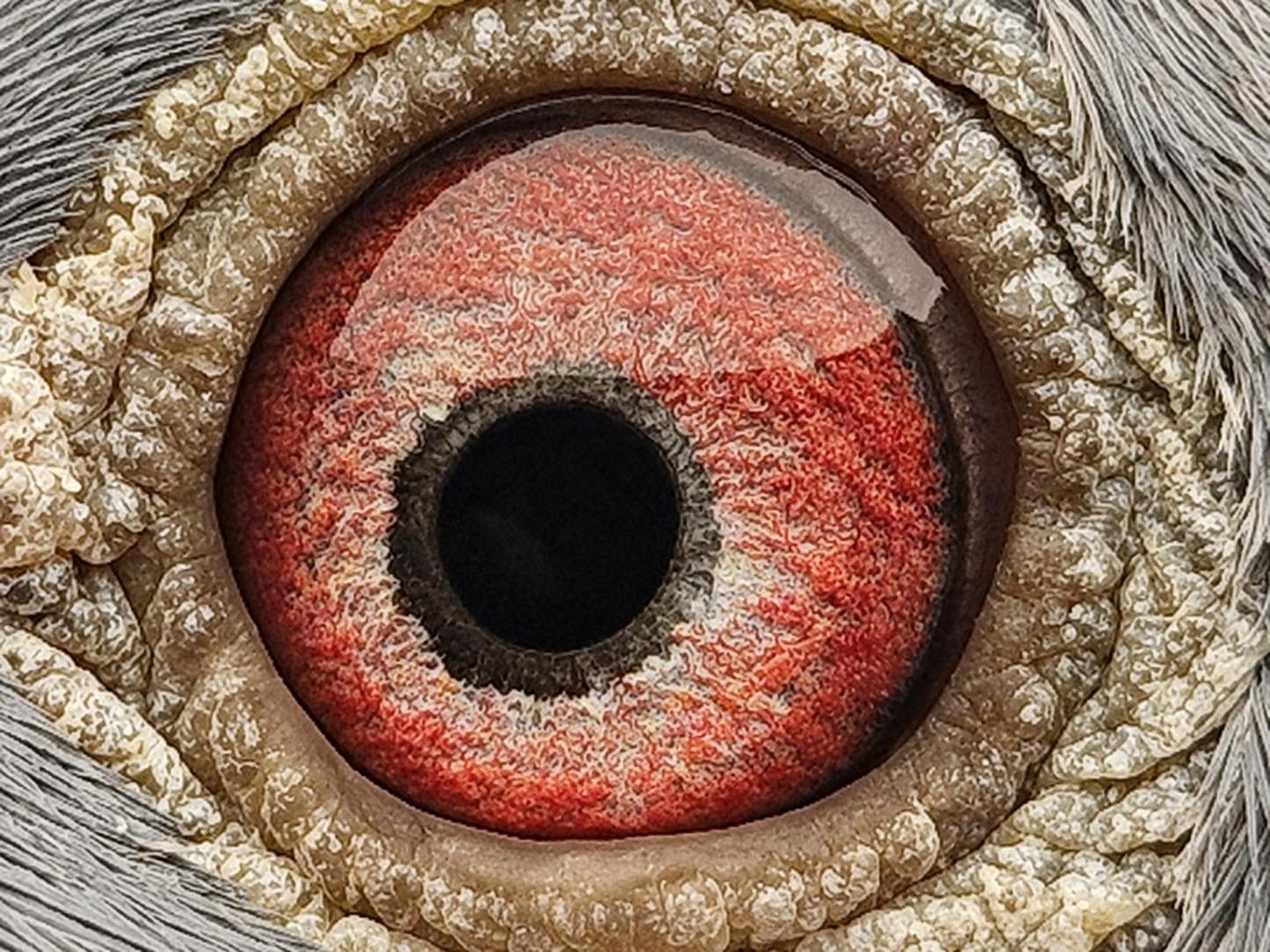 Pigeon eye